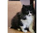 Adopt Oliver and Autumn (SC) a Domestic Long Hair