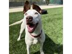 Adopt Pebbles a Pit Bull Terrier