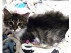 Adopt Tootie a Domestic Long Hair
