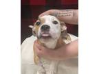 Adopt Clarice a Boxer, Pit Bull Terrier