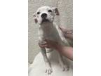 Adopt Cindy Lou a Boxer, Pit Bull Terrier