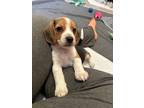 Adopt Peaches a Beagle