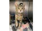 Adopt Suzie a Domestic Short Hair