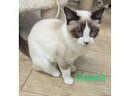 Adopt Victoria a Snowshoe