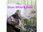 Adopt Snow White & Belle a Domestic Short Hair