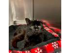 Adopt Shego a Domestic Short Hair