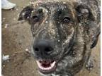 Adopt Shenzi a Australian Shepherd, German Shepherd Dog