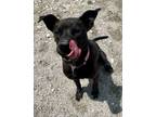 Adopt 23-0213 "Snooky" a Black Labrador Retriever, German Shepherd Dog
