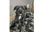 Adopt Pepper Jo a Schnauzer, Mixed Breed