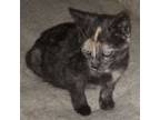 Adopt Jubilee a Domestic Short Hair