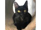 Adopt Dixie a Domestic Short Hair