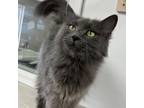 Adopt Lily a Domestic Medium Hair