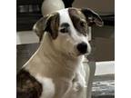 Adopt Coretta a Catahoula Leopard Dog