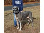 Adopt Dream a Great Dane