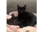 Adopt Lucy w/ Penelope a Domestic Short Hair