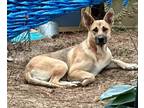 Adopt Lolly a German Shepherd Dog