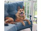 Adopt Bailey a German Shepherd Dog