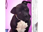 Adopt Shyla 0221 a Terrier, Black Labrador Retriever