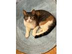 Adopt Rhonda a American Shorthair, Calico