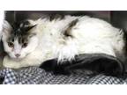 Adopt Brynlee a Domestic Long Hair