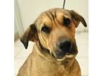 Adopt Arata a Shar-Pei, Pit Bull Terrier
