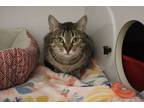 Adopt Tesehki a Domestic Short Hair