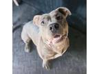Adopt Canary a Pit Bull Terrier, Schnauzer