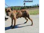 Adopt Content a Mixed Breed