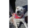 Adopt Maia a Labrador Retriever