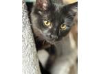 Adopt Licorice23 a Domestic Short Hair