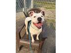 Adopt Bailey Grace a American Staffordshire Terrier