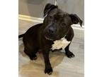 Adopt Jazz a Pit Bull Terrier