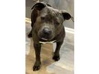 Adopt Smoke a Pit Bull Terrier