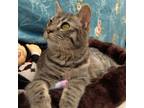 Adopt Watermelon a American Shorthair