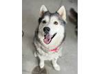 Adopt Reina a Husky