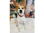 Adopt Debbie a Mixed Breed