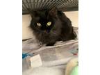 Adopt Spooky a Domestic Medium Hair