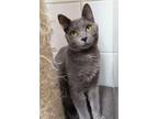 Adopt STEPHANIE a Domestic Short Hair