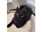 Adopt Sabrina a Domestic Short Hair