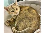 Adopt Bonnie a Domestic Short Hair