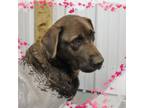 Adopt Hazel a Labrador Retriever, Mixed Breed