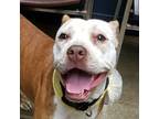 Adopt Hadley **REDUCED ADOPTION FEE** a Pit Bull Terrier
