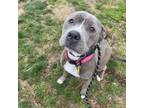 Adopt Sienna A0055133566 a Mixed Breed, Pit Bull Terrier