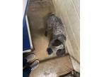 Adopt Pepper a Australian Cattle Dog / Blue Heeler, Mixed Breed