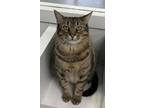 Adopt Annie a Domestic Short Hair