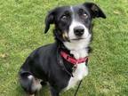 Adopt Princess Peach a Border Collie