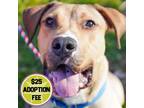 Adopt Dega a Rhodesian Ridgeback