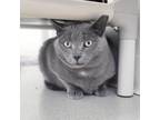 Adopt Cashmere a Domestic Short Hair