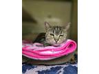 Adopt Tara a Domestic Short Hair