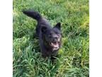 Adopt Adelie a Spitz, Labrador Retriever